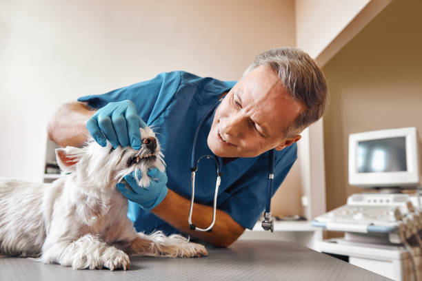 Best Walk-In Emergency Dentist in Black Jack, MO